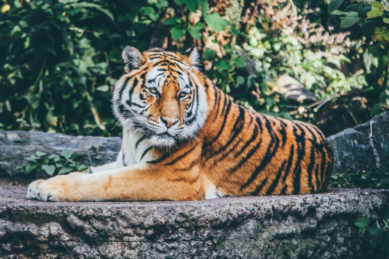 A Dreamworld tiger handler was mauled by a tiger, is anyone surprised?